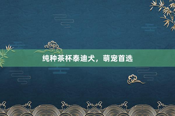 纯种茶杯泰迪犬，萌宠首选